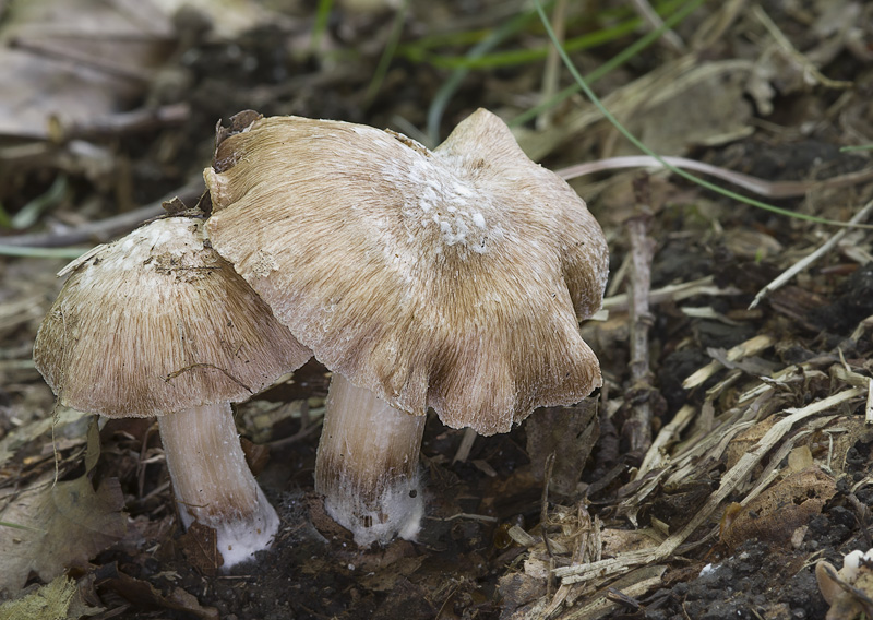 Inocybe maculata